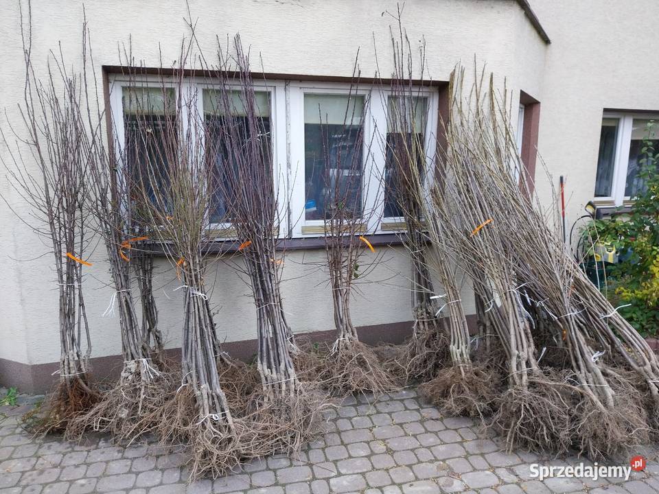 Drzewka owocowe jabłonie grusze śliwy wiśnie itp