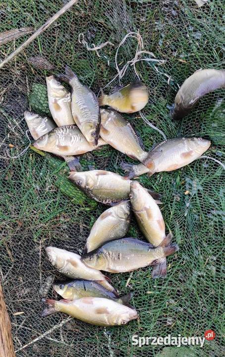 narybek karpia sprzedam Kraśnik