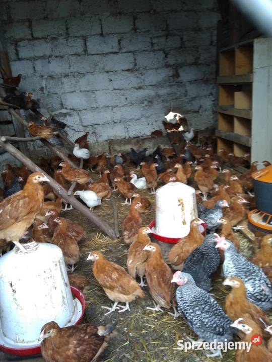 Kurczaki kury 7tygodni odchow wlasny Kolno