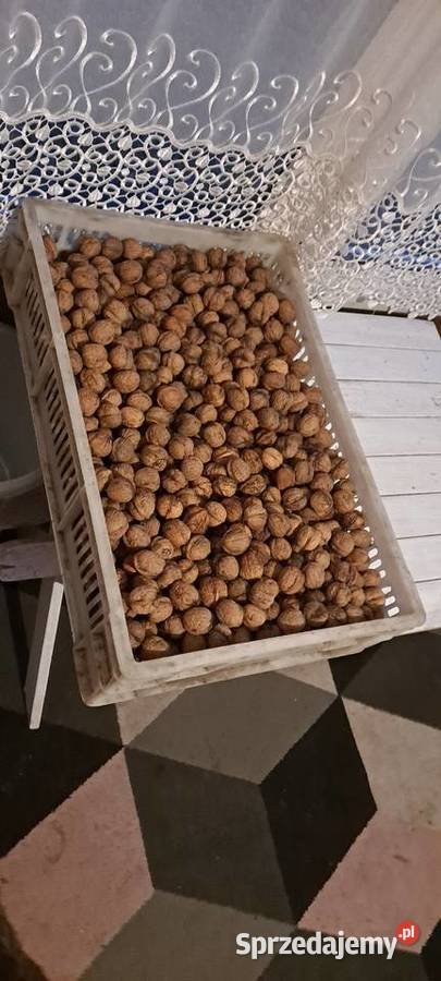 Sprzedam orzechy wloskie Tanio Radosław sprzedam