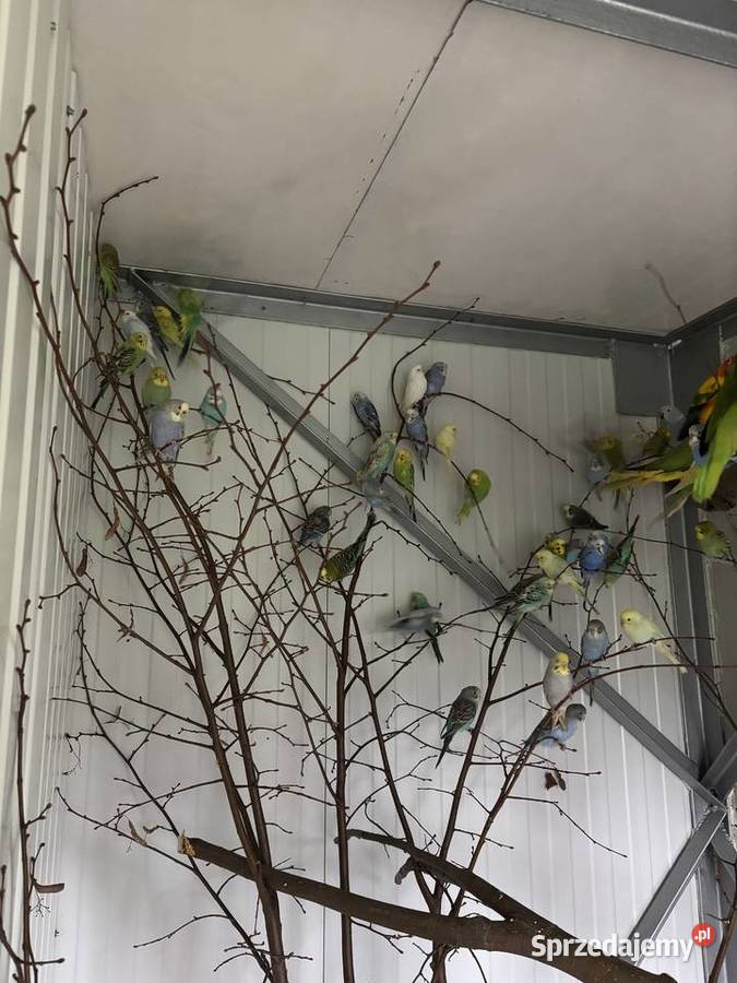 Papugi faliste młode i pary lęgowe zwykłe i Gdów