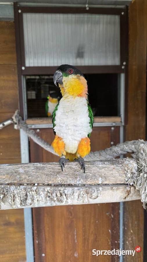 Amazonka Barwinka para lęgowa Ornontowice sprzedam