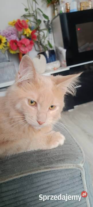 Gryzek Maine Coon Starogard Gdański