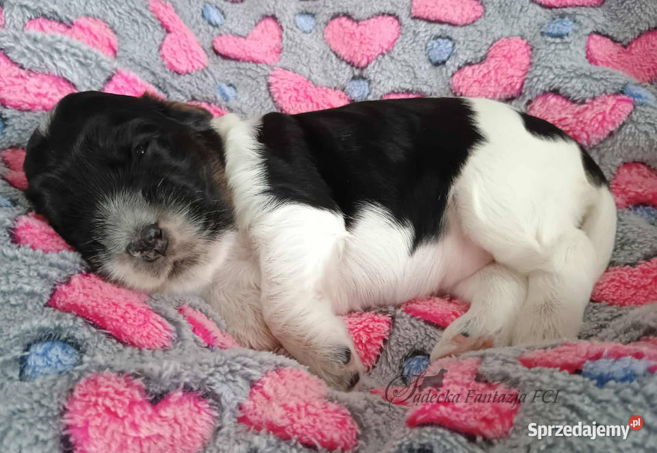 Cocker Spaniel Angielski szczenięta ZKwP Nowy Sącz