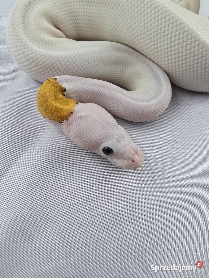 Wąż pyton królewski python regius samica Wrocław