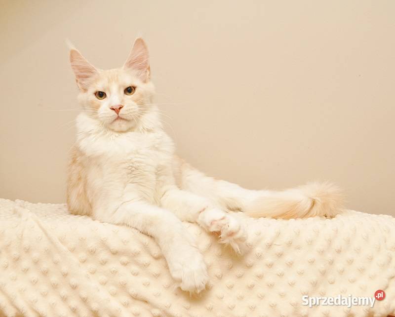 Przepiękny kocurek Maine Coon GOTOWY DO ODBIORU Białystok