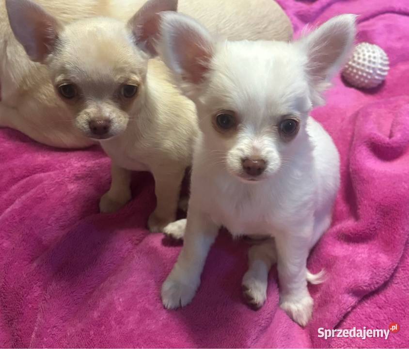Dziewczynka krótkowłosa Chihuahua Lenka Piotrków Trybunalski