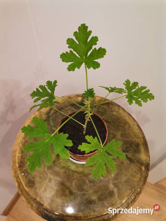 Anginka Geranium pożyteczna roślina lecznicza zielony Jaworzno