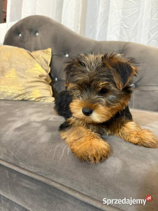 York Shire terrier piesek York Legionowo