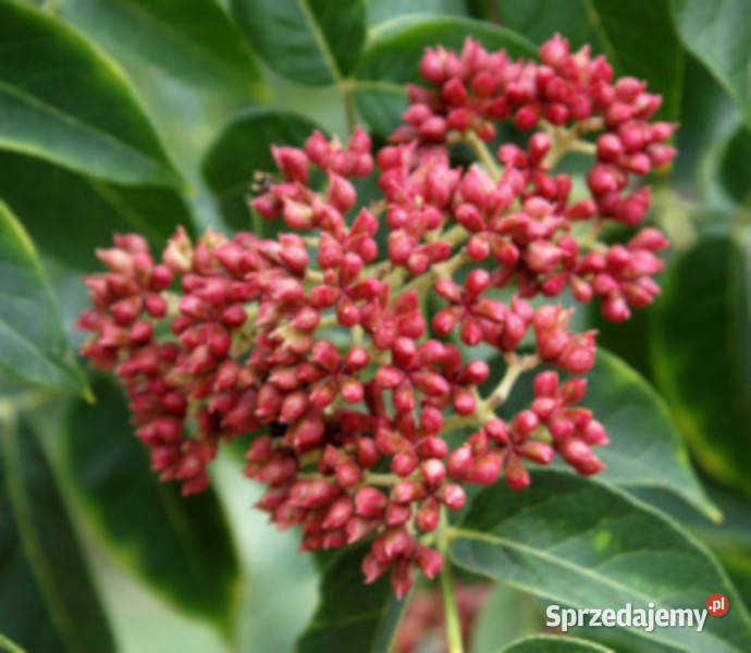 EWODIA KOREAŃSKA Daniellii sadzonki w doniczkach Ustronie