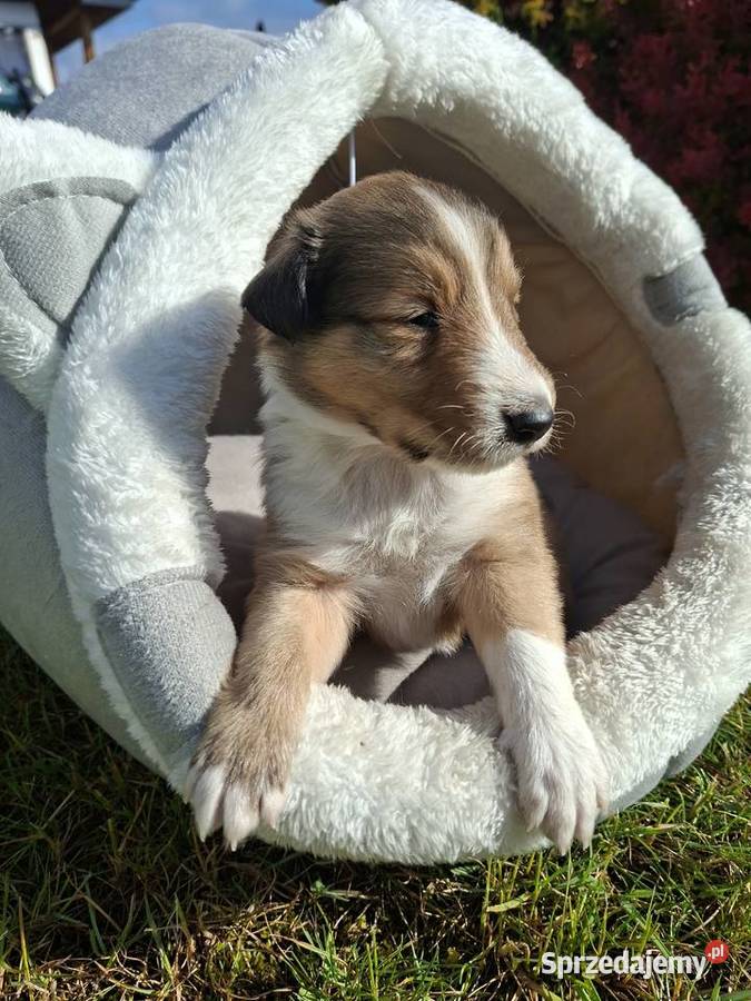 Owczarek Szkocki Collie Szczeniaki Olesno sprzedam