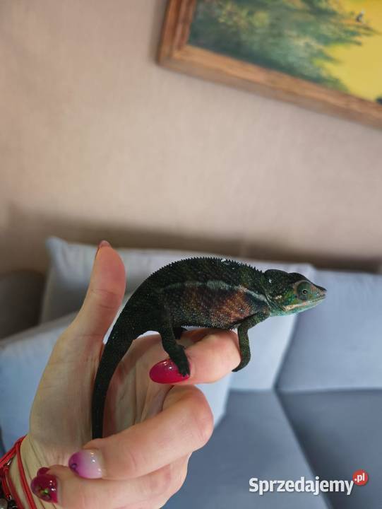 Kameleon Lamparci samce i samice sprzedam