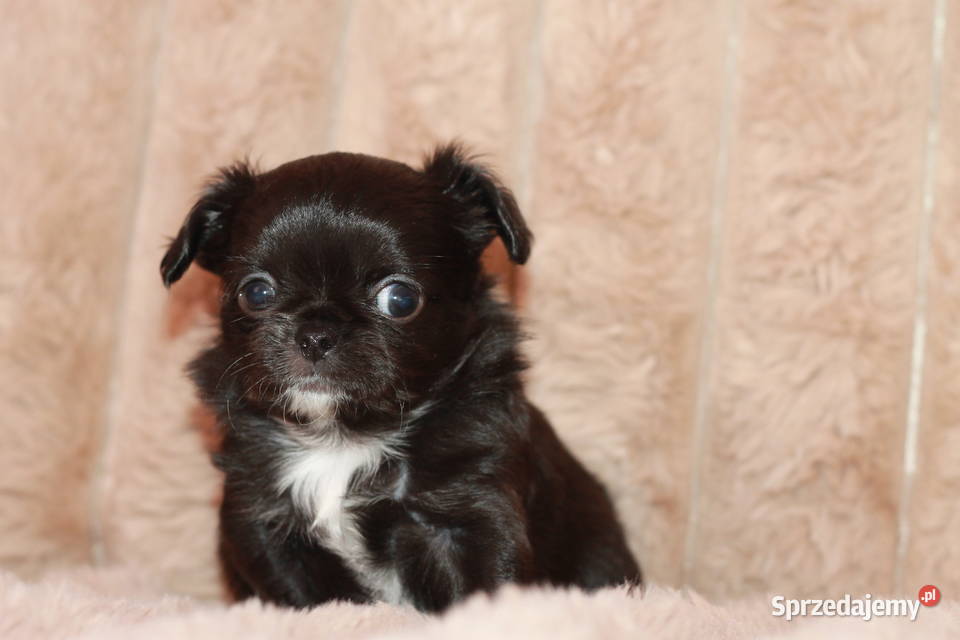 Chihuahua długowłosy chłopiec ZKwP FCI Świnoujście