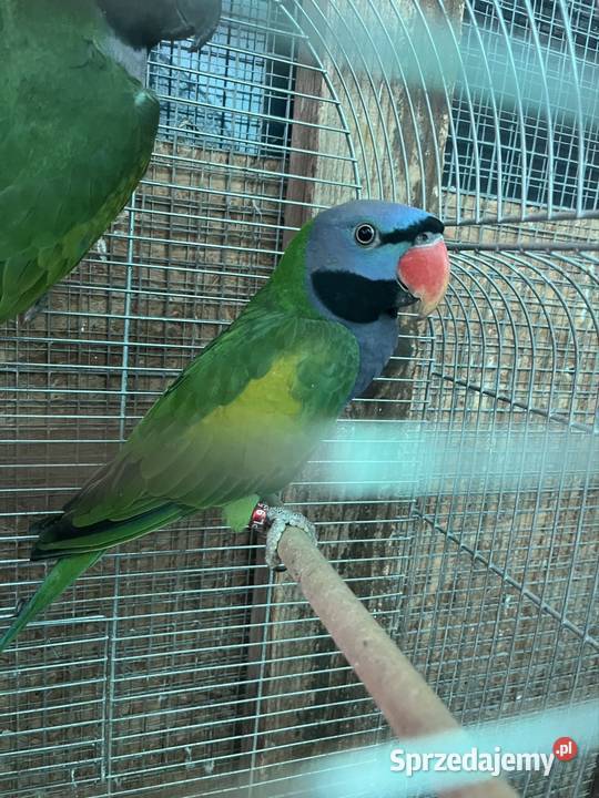 Aleksandretty chińskie