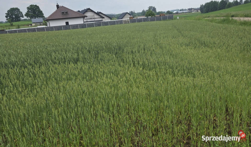 Sprzedam grunt Okuniowiec 025m2 sprzedam