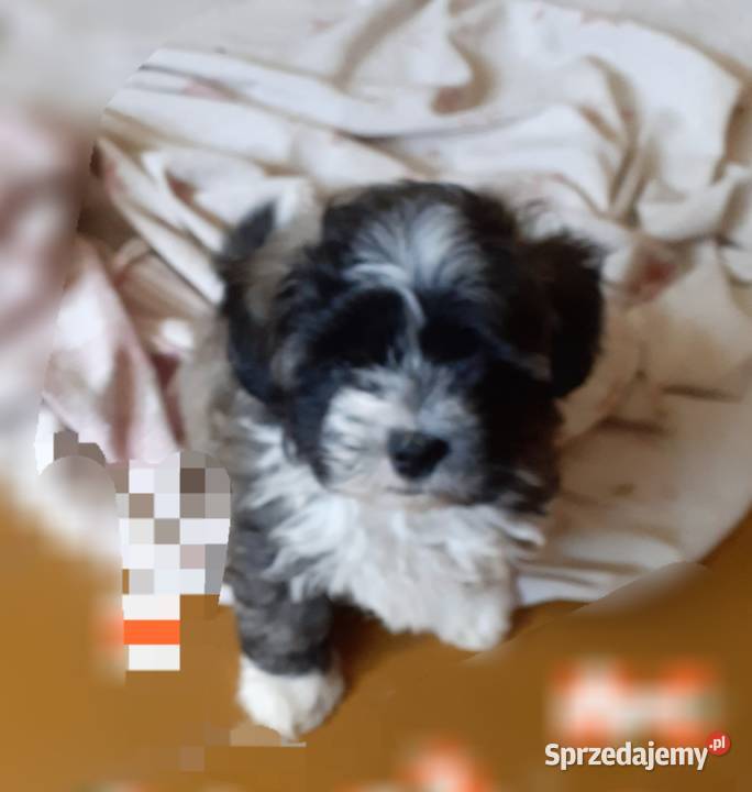 Mal shi piekny piesek Pozostałe śląskie Wodzisław Śląski