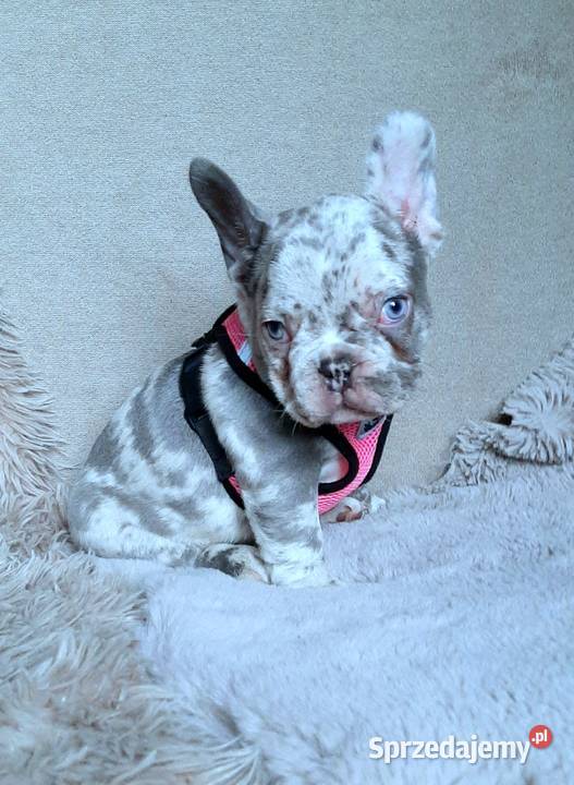 Buldog francuski suczka i piesek Buldog Buldog łódzkie