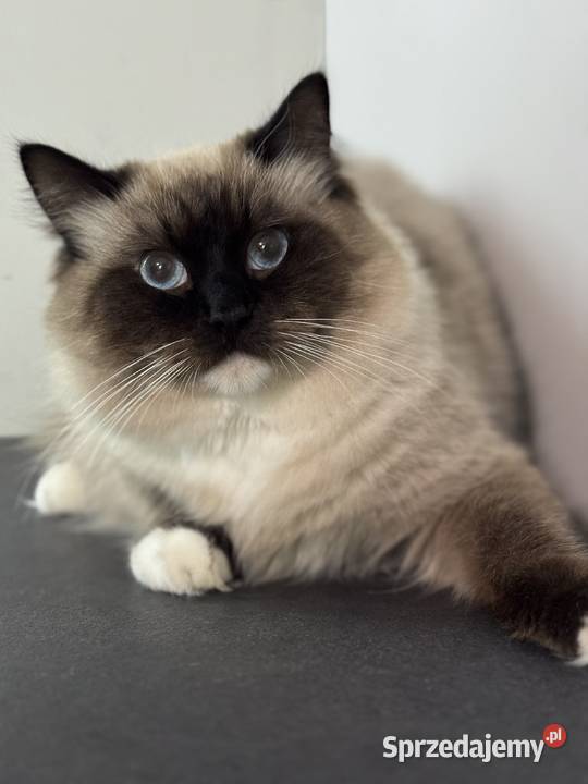 ragdoll kocur kocurek rodowód FPL felinoterapia Ragdoll Gorzów Wielkopolski