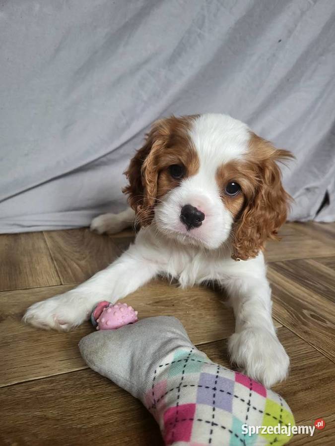 Cavalier King Charles Spaniel Blenheim Samiec Częstochowa sprzedam