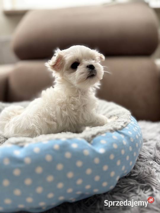 Maltańczyk piękna sunia z rodowodem śląskie Rybnik