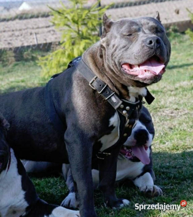 Mocne Amstaffy Błękitne Płock sprzedam
