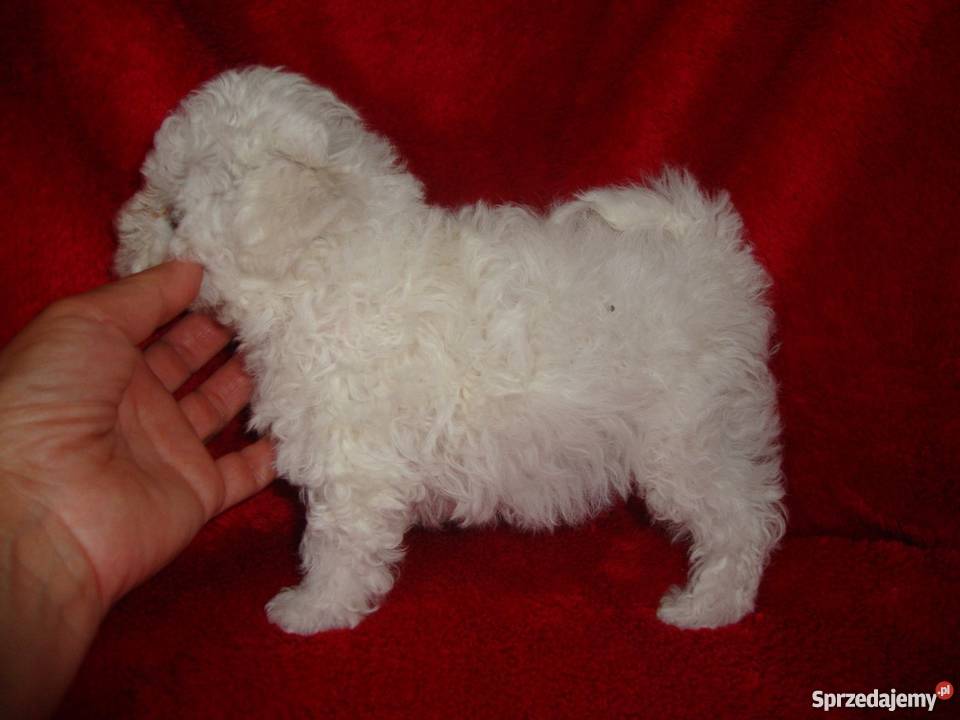 Bolończyk ostatnia suczka z metryką KC Pozostałe Kościan