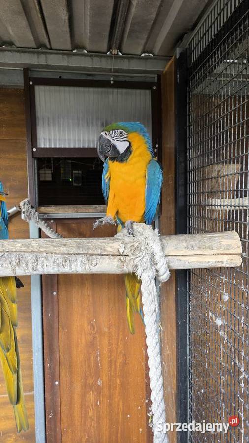 Ara Ararauna Ornontowice sprzedam