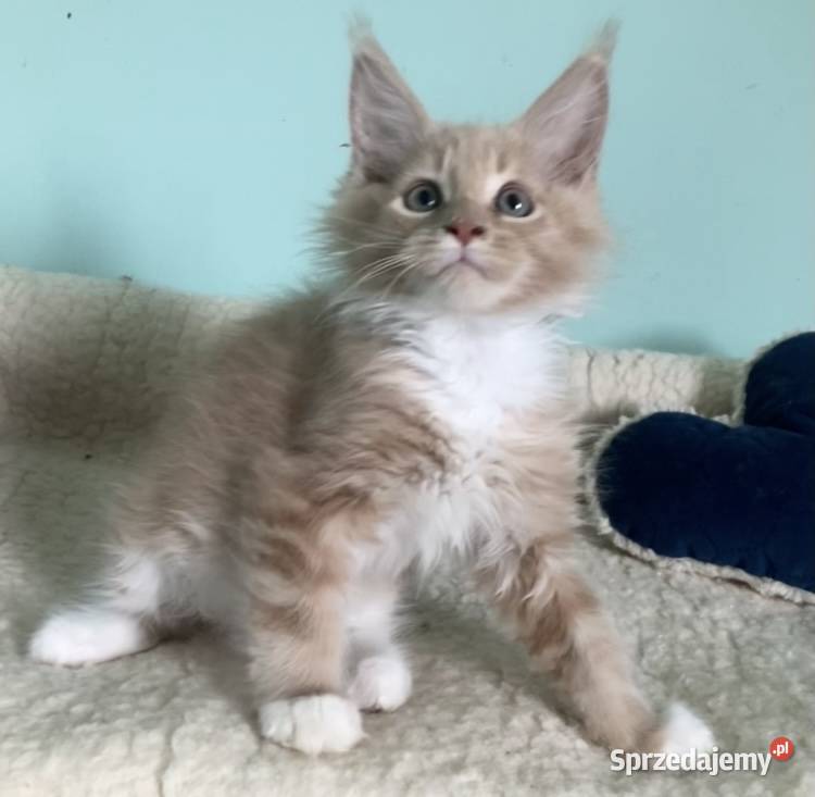 Maine Coon Rudo biały dolnośląskie Wińsko