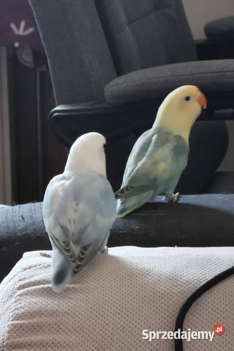 Papużki nierozłączki Fischer Ptaki Szczecin