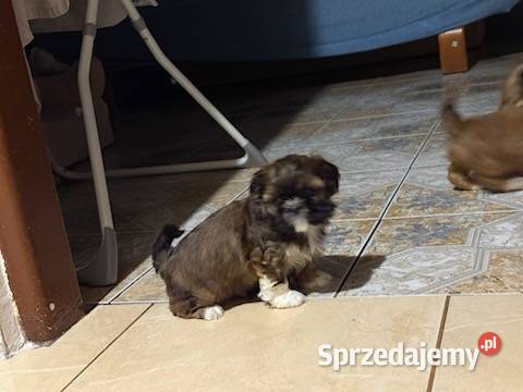 Suczka shih tzu Lekowo
