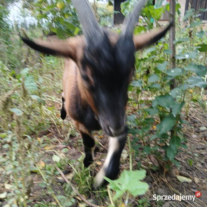 Kzka i koziołek alpejskie Radoszki