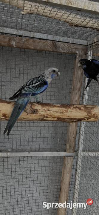 Rozelle białolice Sośnicowice