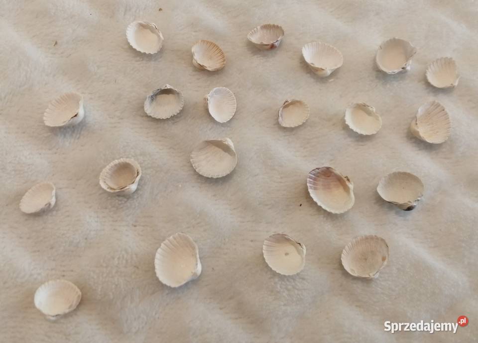 Zestaw muszli 22 13 71 Kreatywne Akcesoria dla zwierząt