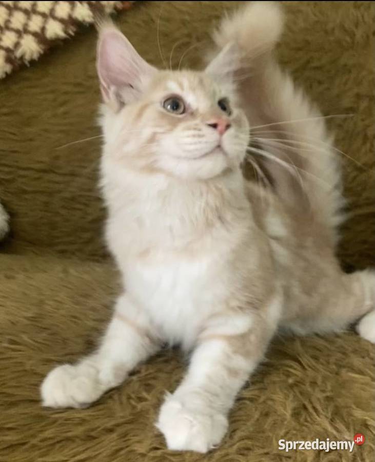 Maine Coon kocurki importach Linia Shaded dolnośląskie Wińsko sprzedam
