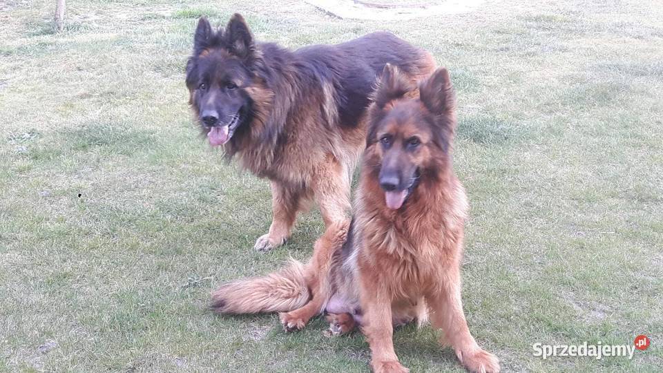 Piękne szczeniaki owczarka niemieckiego Nowa Dęba