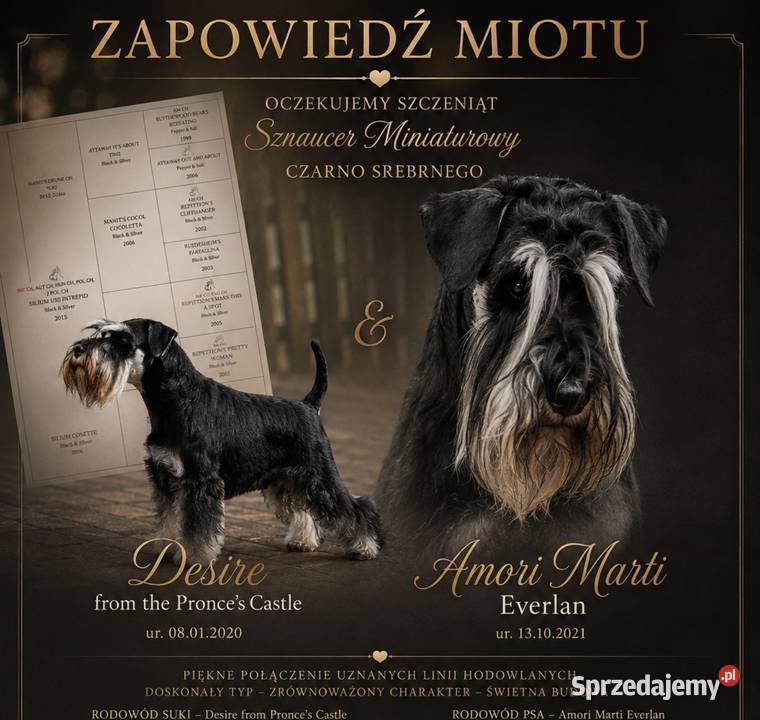 Piesek Sznaucer miniaturka czarno srebrny sprzedam
