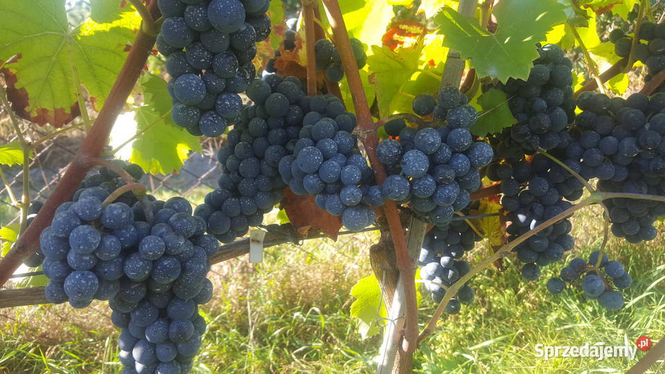 Sadzonki winorosli przerobowej Regent Dornfelder Magierowa Wola