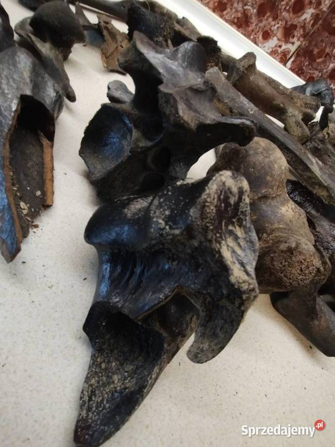 Kości skamieliny archeologia Leżajsk sprzedam