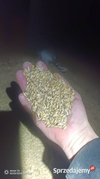 Owies żyto jeczmień jare Dębów sprzedam