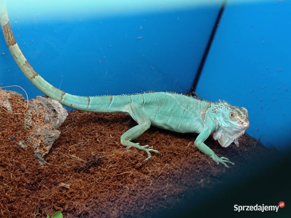 Blue Iguana Legwan Młody Blue Rzeszów
