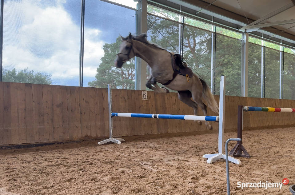 Sprzedam angloaraba Zielona Góra