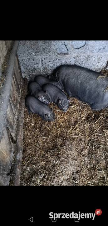 Prosieta świń Wietnamskich Trzoda chlewna Nowy Stręczyn