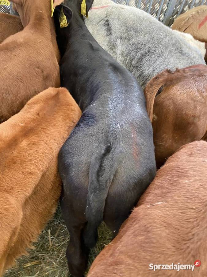 Byczki I jaloszki ras mięsnych 784 634 662 Siemiatycze