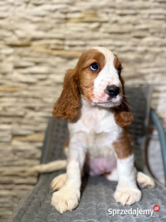 Wyjątkowy piesek Cocker Spaniel Angielski z Kraków