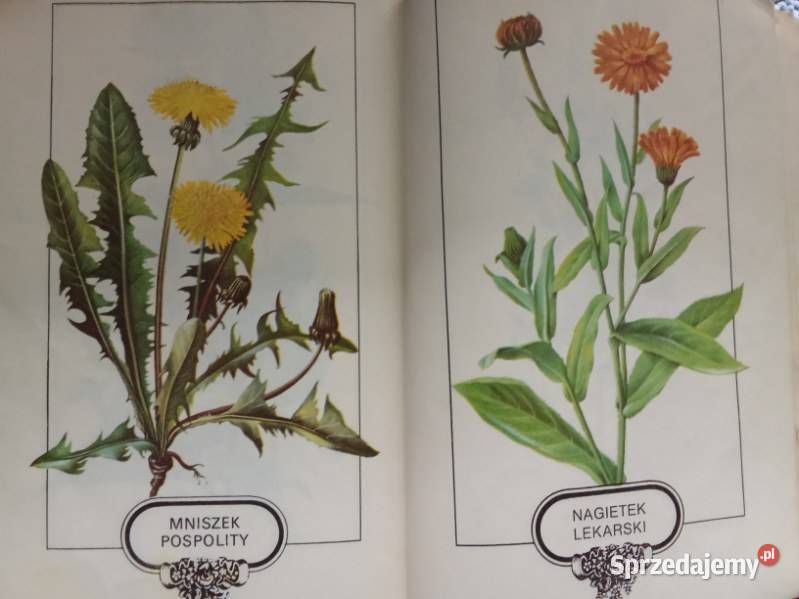 Rośliny lecznicze w ogródku Systematyka roślin Łódź