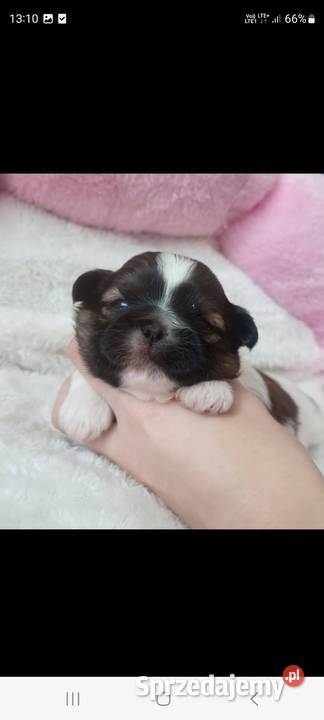 ShihTzu sunia Zwierzęta Mokrsko