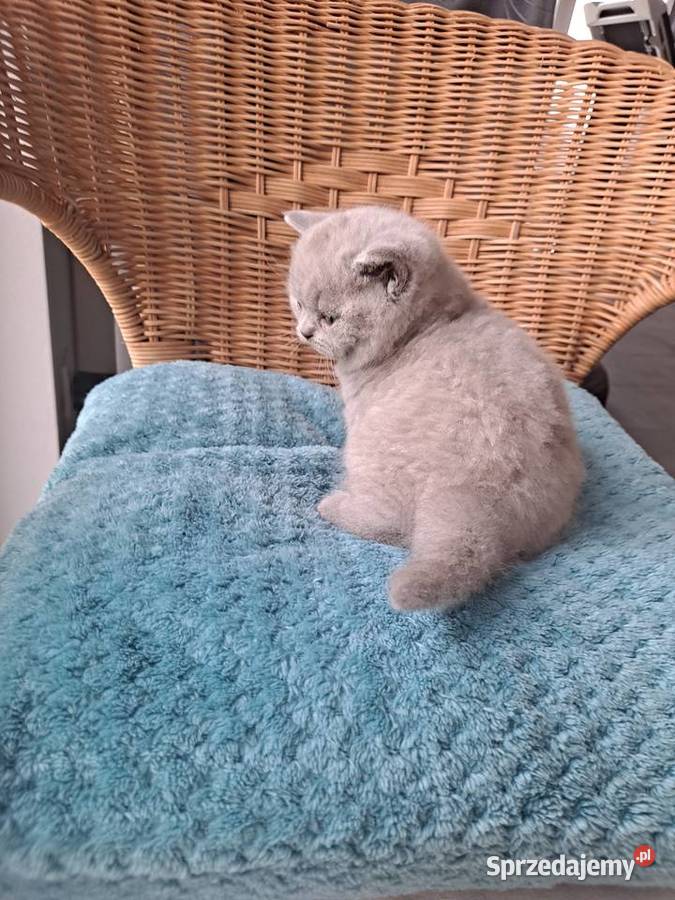 Kocięta brytyjskie krótkowłose niebieskie I Brytyjski