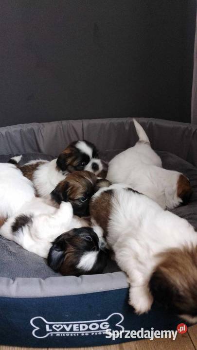 Szczeniaki Shih tzu Słomniki