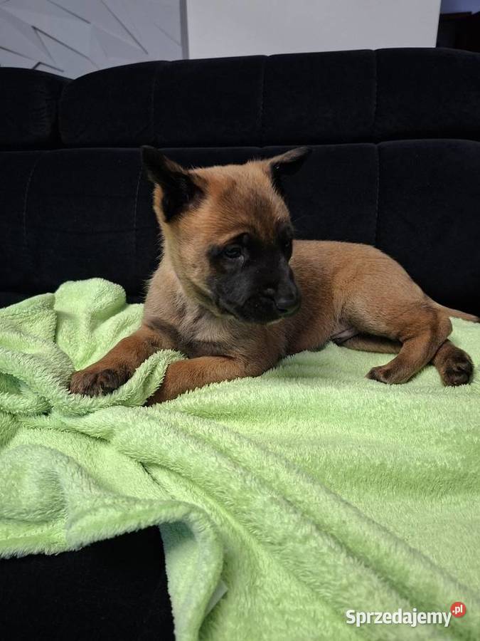 Owczarek Belgijski Malinois Szczeniaki Owczarek Częstochowa sprzedam