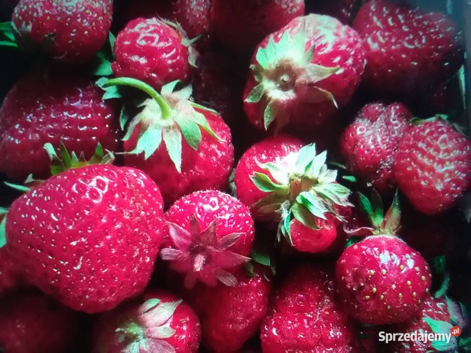 Sprzedam truskawki 20zl koszyk Tomaszów sprzedam